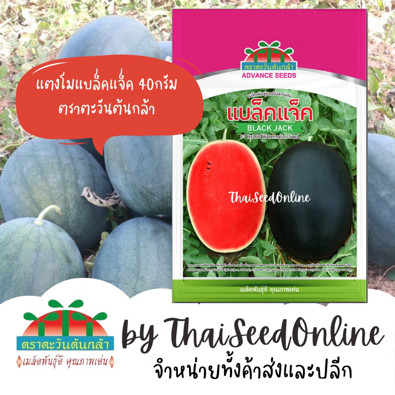 Advance Seeds(ตราตะวันต้นกล้า) ADVCOM Exp.7/70 เมล็ดพันธุ์แตงโม แบล็คแจ็ค 40กรัม ตราตะวันต้นกล้า BlackJack Watermelon