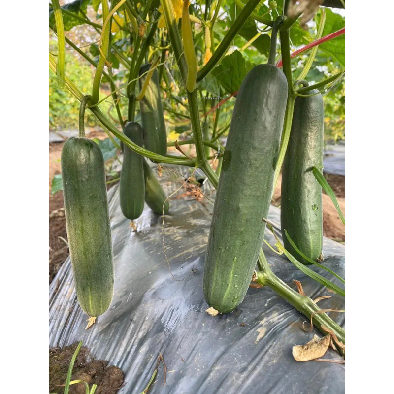 Syngenta(ซินเจนทา) SG *ยกกล่อง* (บรรจุ 7 ซอง) เมล็ดพันธุ์ลูกผสม แตงร้านสปาร์ตัน 005 ปริมาณต่อซอง 3000เมล็ด บริษัท ซินเจนทา จำกัด