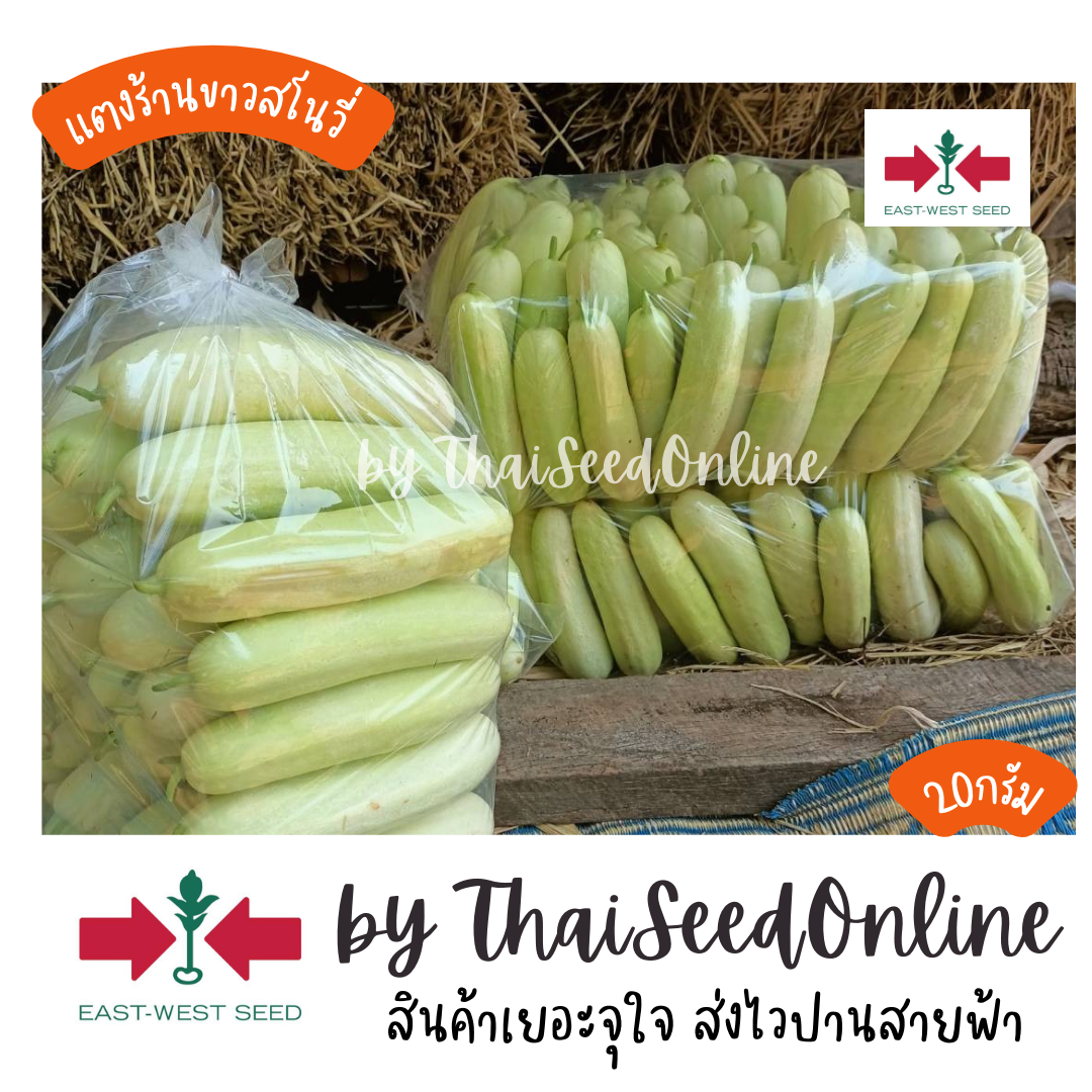 ตราศรแดง EWCOM เมล็ดพันธุ์ แตงร้านสีขาว สโนวี่ 20กรัม ตราศรแดง แตงร้านขาว แตงขาว Cucumber