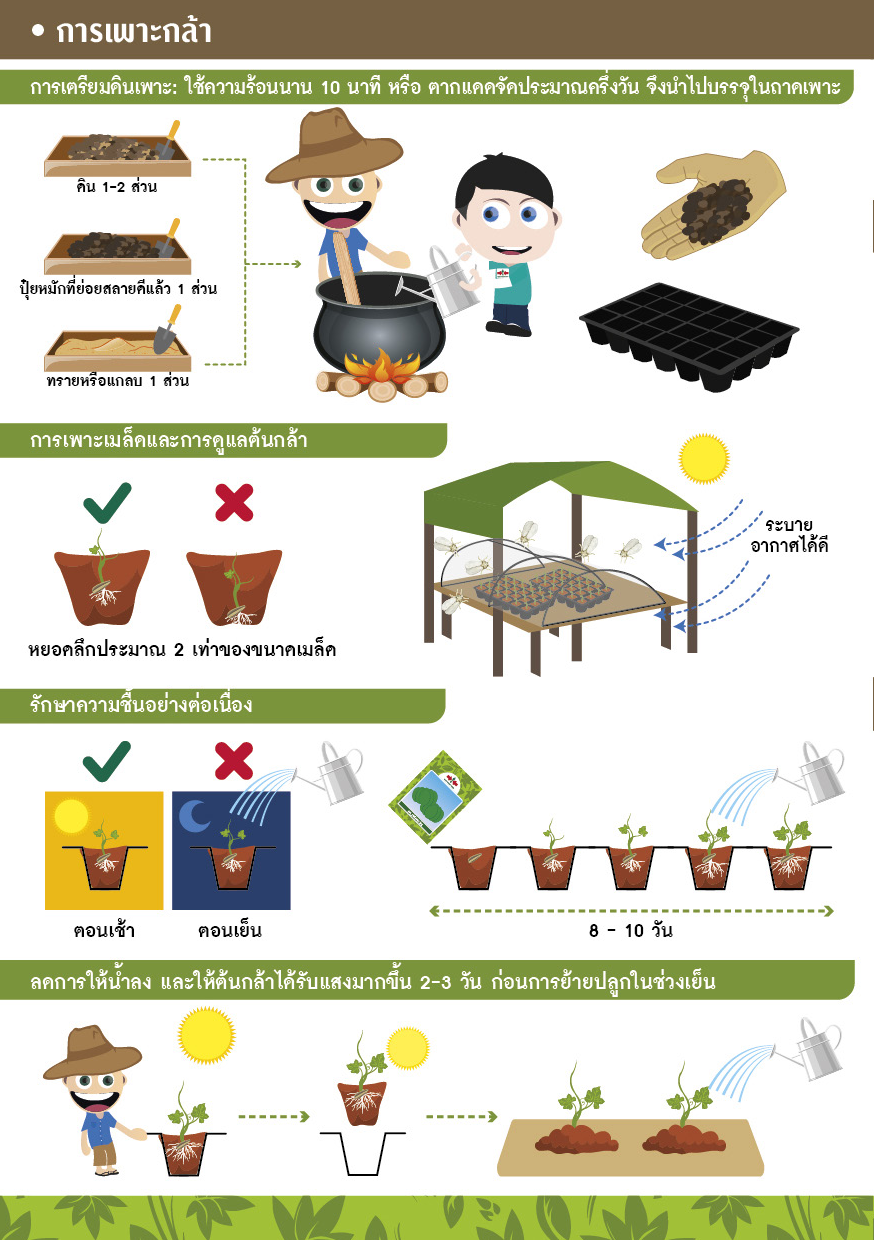 GGEW เมล็ดพันธุ์ซฟ ฟักทอง บัตเตอร์นัท ซันไลท์ 10 เมล็ด ตราศรแดง