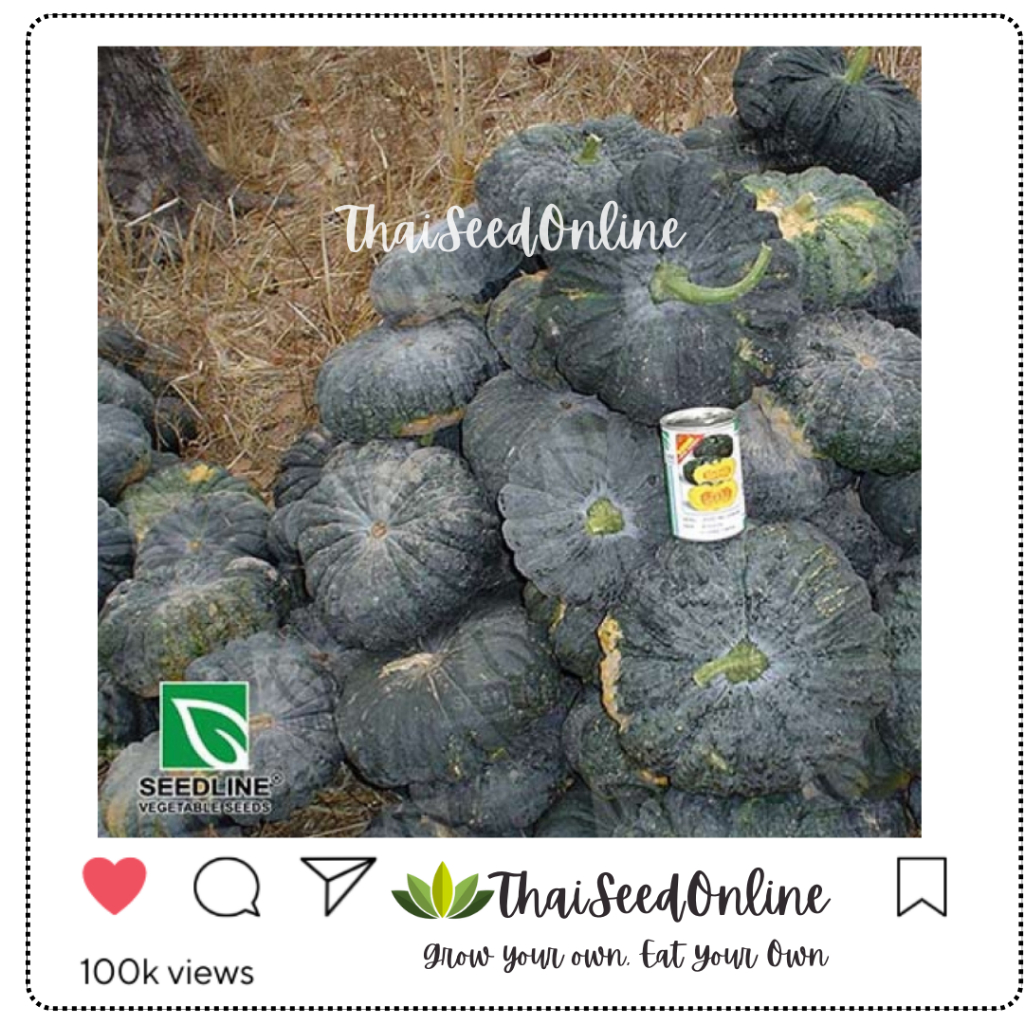 Seed Line(ซีดไลน์) ซอง 10 กรัม เมล็ดพันธุ์ ฟักทอง เศรษฐี ตราซีดไลน์ Pumpkin