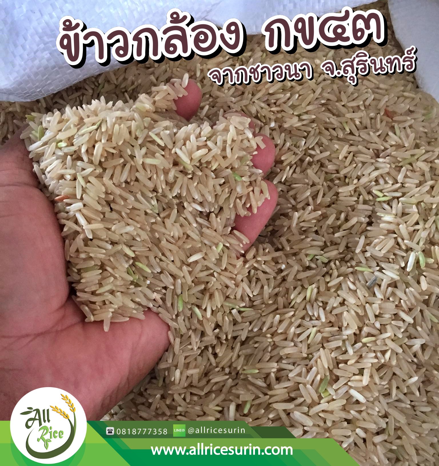 ข้าวกล้อง กข 43 ขนาด 1 กก.