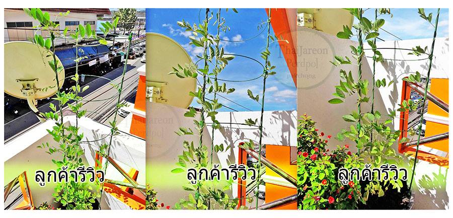 ค้างไม้เลื้อย ไม้กระถาง ลวดล้อมไม้