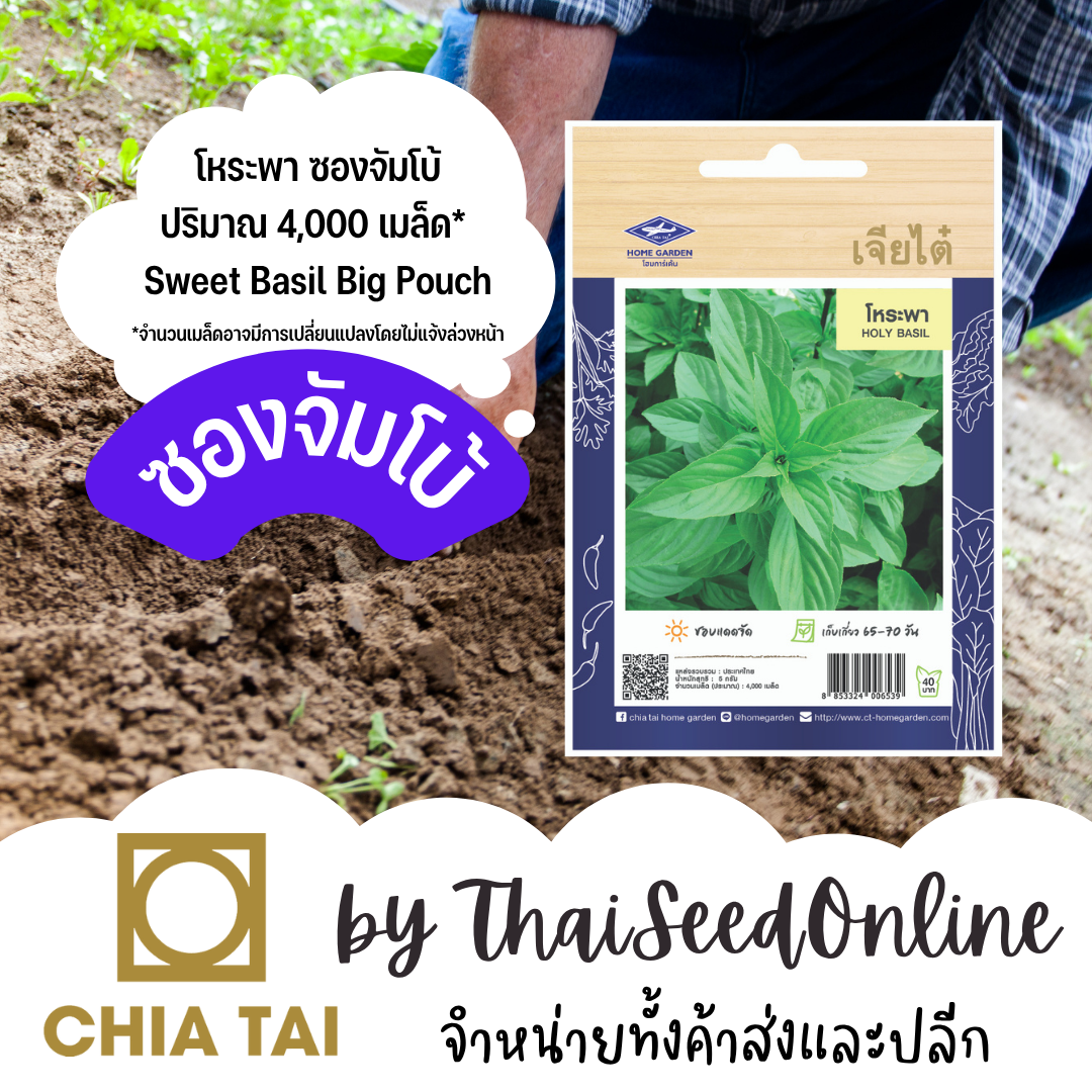 CT พันธุ์ โหระพา 4,000 เมล็ด ซองจัมโบ้ เพิ่มปริมาณมากกว่า 3 เท่า! ตราเจียไต๋ Sweet Basil
