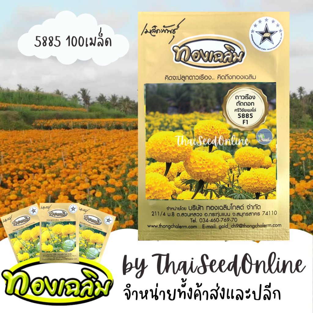 Thongchalerm(ทองเฉลิม) TC100S เมล็ดพันธุ์ 100 เมล็ด ดาวเรืองทองเฉลิม ศรีวิชัยเยลโล่ 5885