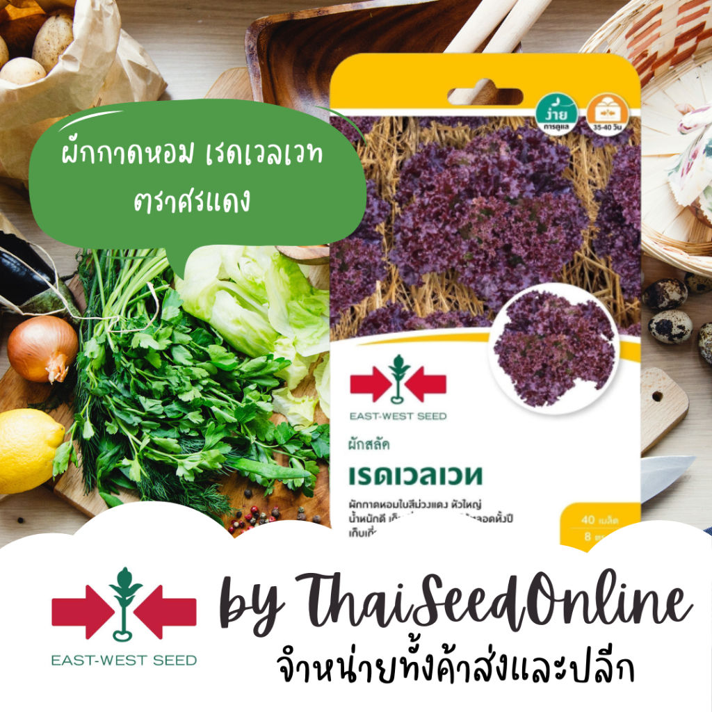 ตราศรแดง GGEW เมล็ดพันธุ์ซฟ เมล็ดพันธุ์ผักกาดหอม เรดเวลเวท ตราศรแดง 40เมล็ด ตราศรแดง Lettuce ผักสลัด เรดคอรอล Red Coral Lettuce