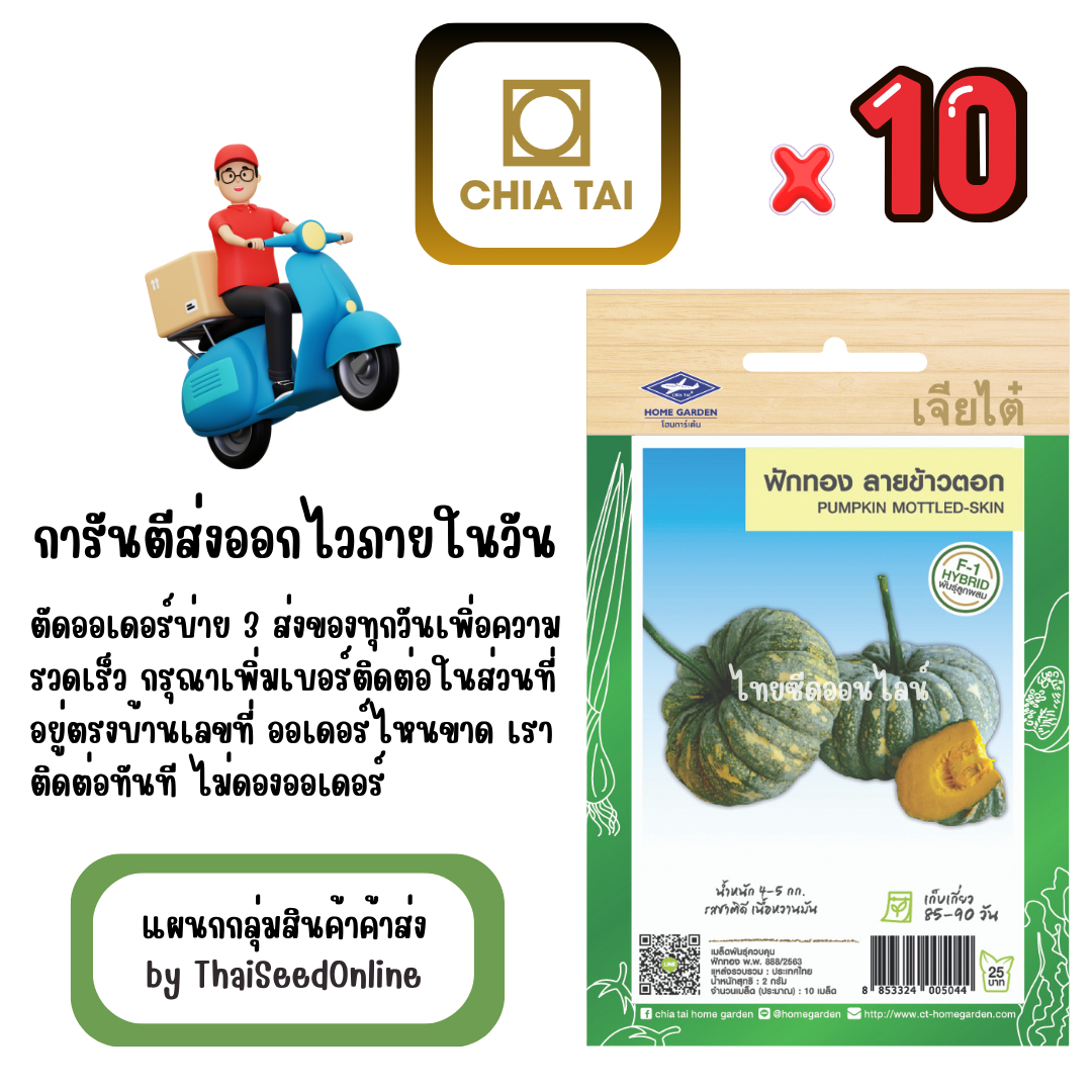 CTF1 x 10 เมล็ดผักซองเจียไต๋ ฟักทอง ลายข้าวตอก (ลูกผสม) สินค้ายกแพ็ค