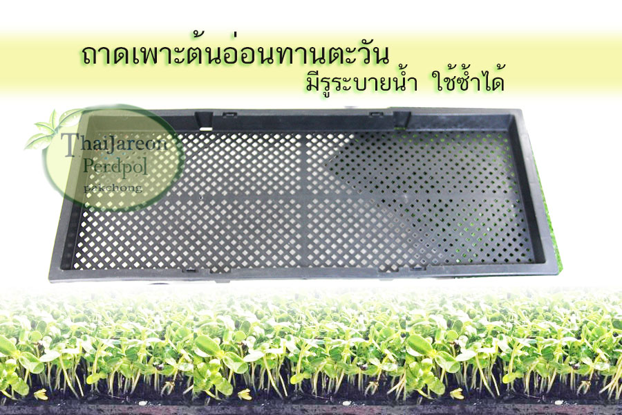 ถาดเพาะต้นอ่อนทานตะวัน ถาดเพาะต้นอ่อน ถาดเพาะถั่วงอก