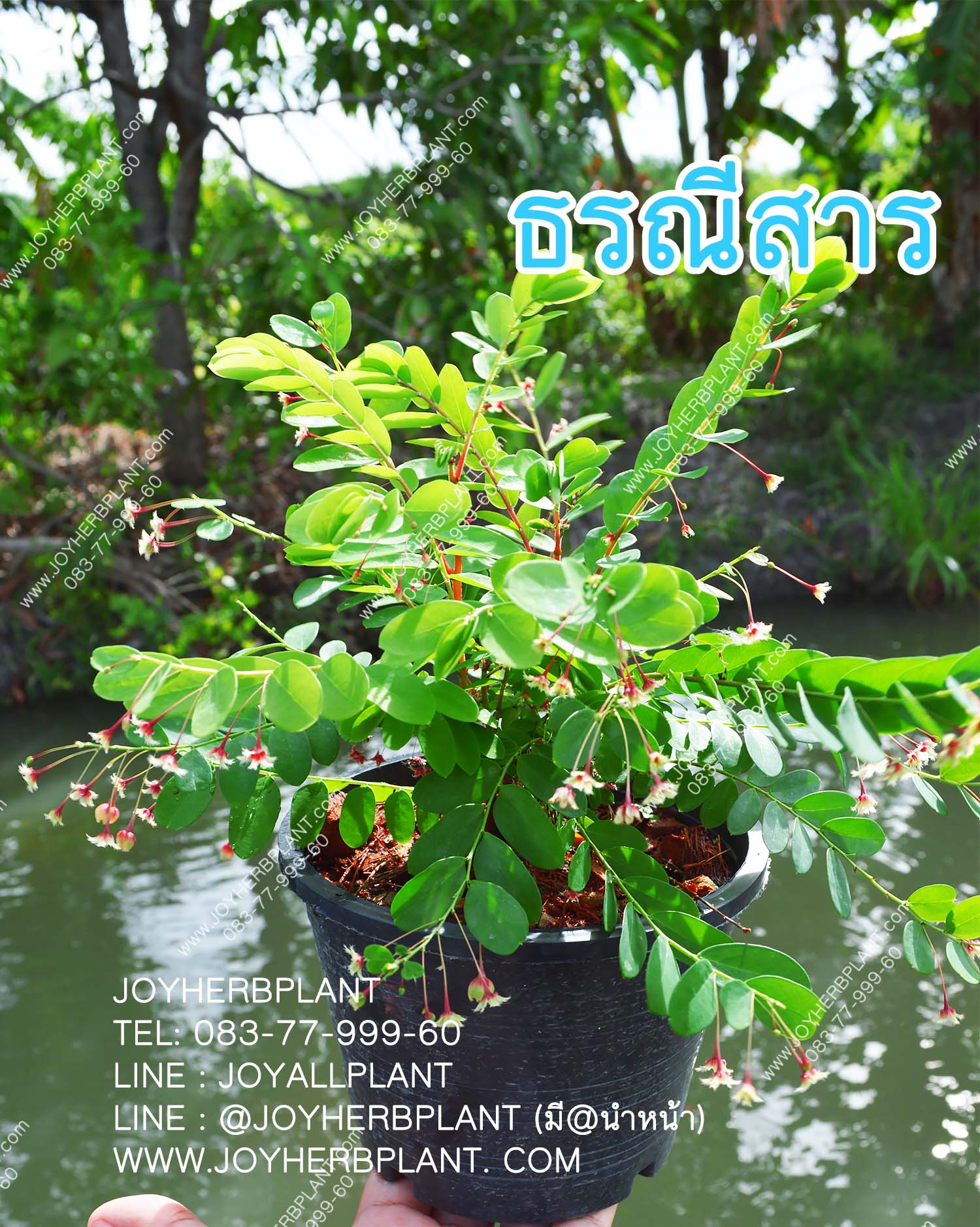 ธรณีสาร ( ต้นไม้สมุนไพร มงคล ขับไล่สิ่งชั่วร้าย)