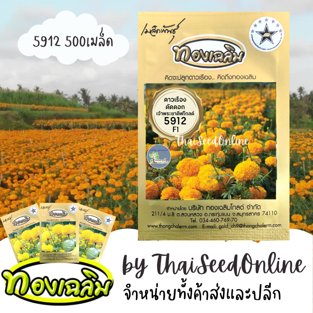 Thongchalerm(ทองเฉลิม) TC500S 500 เมล็ด เมล็ดพันธุ์ ดาวเรืองตัดดอกสีทองเข้ม เจ้าพระยาดีพโกลด์5912 500 เมล็ด ตราทองเฉลิม