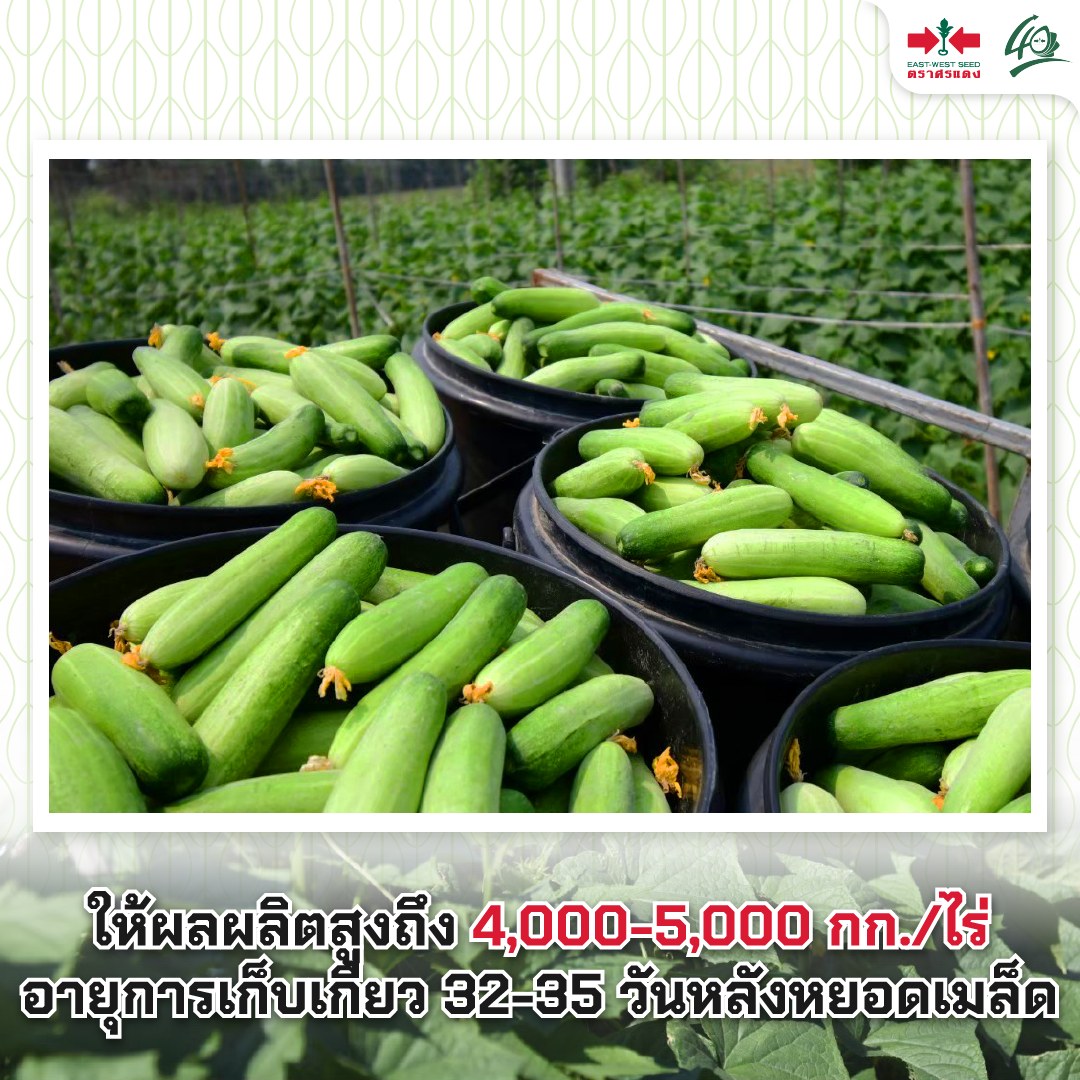 GGEW เมล็ดพันธุ์ ซฟ แตงกวาสปีดแม็ก 70 เมล็ด ตราศรแดง
