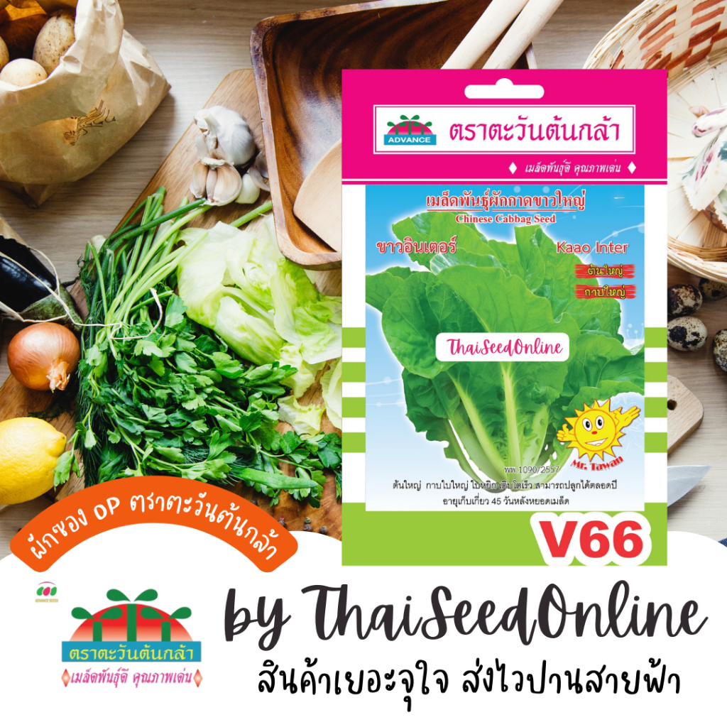 Advance Seeds(ตราตะวันต้นกล้า) ADVOP ซฟ เมล็ดพันธุ์ ขาวปลี ขาวอินเตอร์ ประมาณ 2000 เมล็ด ตราตะวันต้นกล้า V66