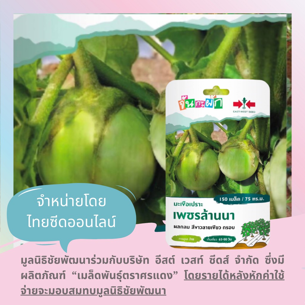GGEW มะเขือเปราะเพชรล้านนา 150เมล็ด ตราศรแดง เมล็ดพันธุ์พระราชทาน จันกะผัก Eggplant