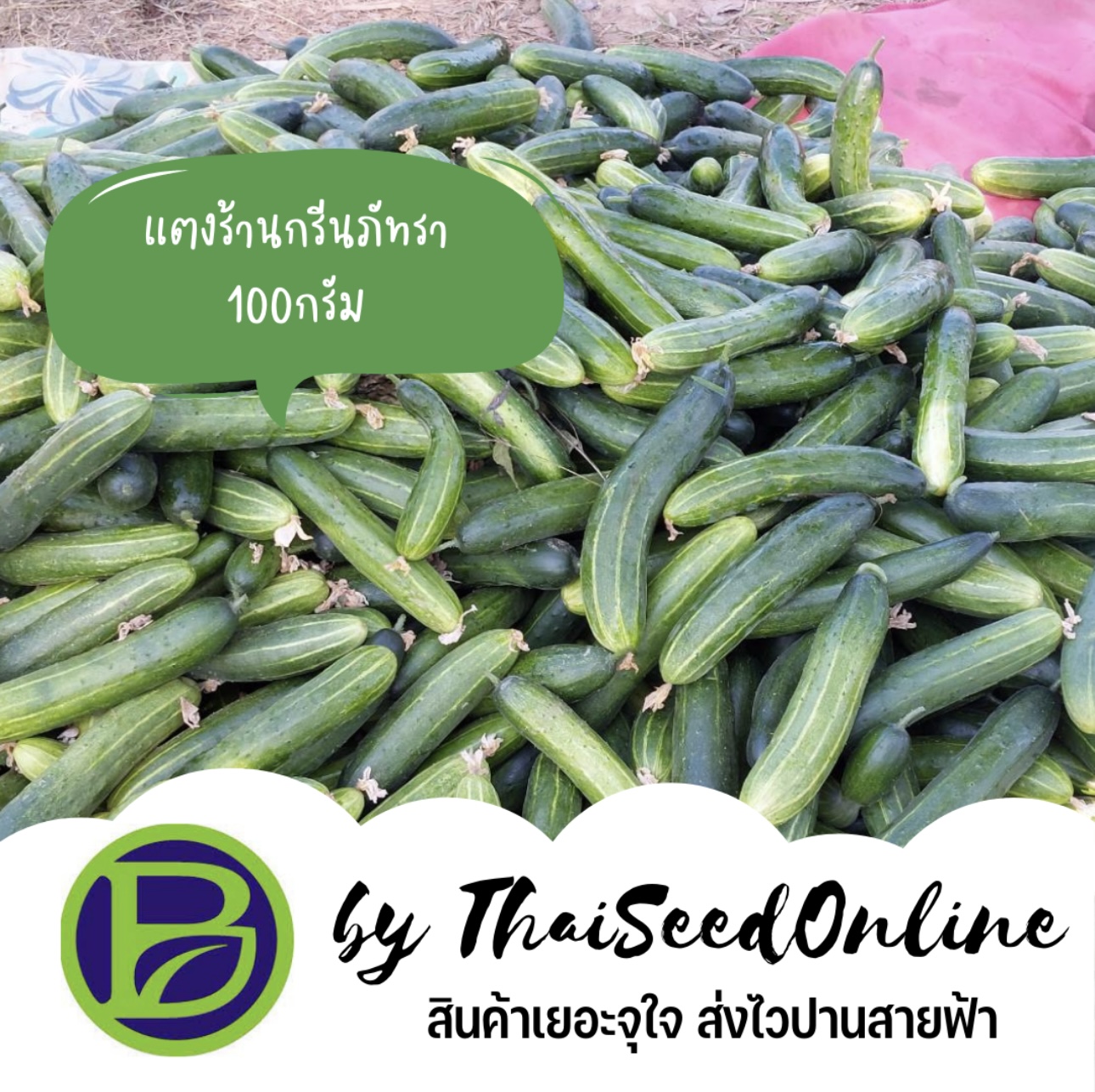 ขนาดทดลอง เมล็ดพันธุ์ แตงร้านกรีนภัทรา 10กรัม Greenpattra Cucumber 10grams
