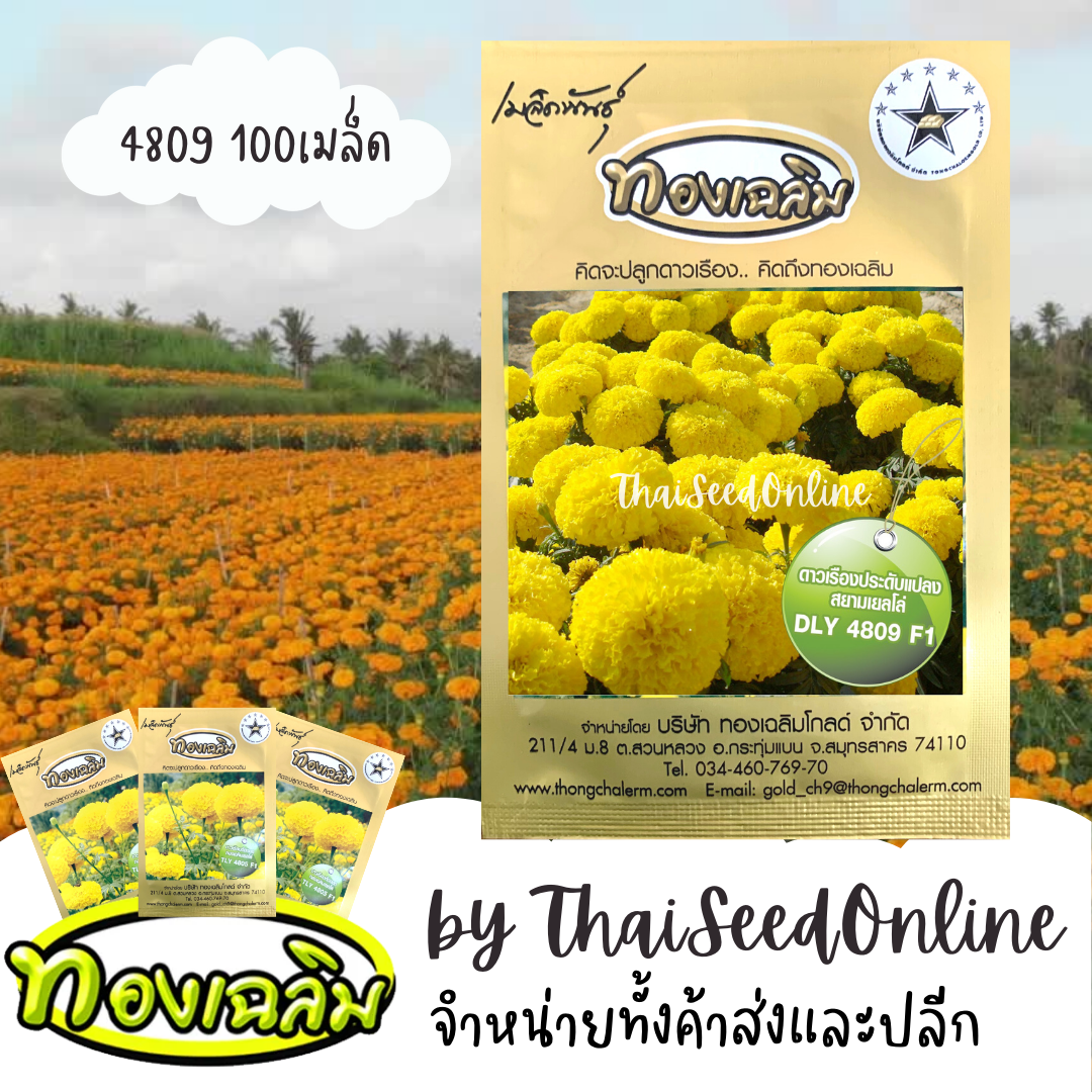 TC100S 100 เมล็ด เมล็ดพันธุ์ ดาวเรืองสีเหลืองประดับแปลง สยามเยลโล4809 100 เมล็ด ตราทองเฉลิม