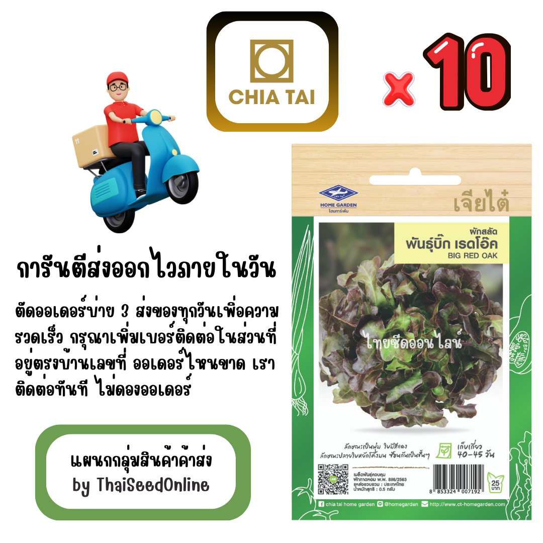 CTF1 x 10 เมล็ดผักซองเจียไต๋ ผักสลัด บิ๊ก เรดโอ๊ค สินค้ายกแพ็ค