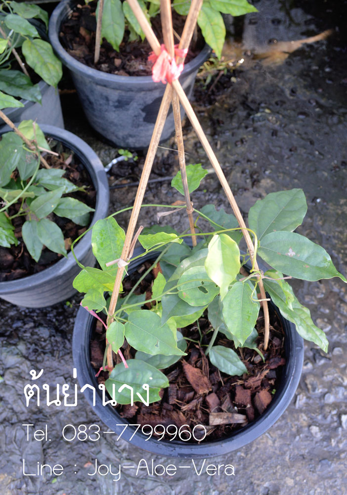 ย่านาง กระถาง8 นิ้ว