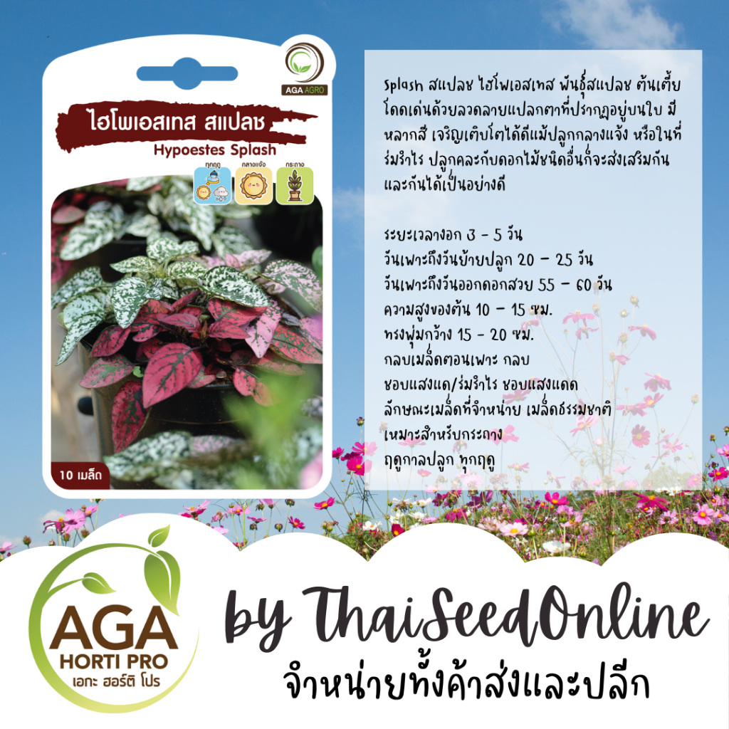 AGA Agro(เอกะ อะโกร) AGAPREMIUM ไฮโพเอสเทส สแปลช 10เมล็ด ตราเอกะอะโกร