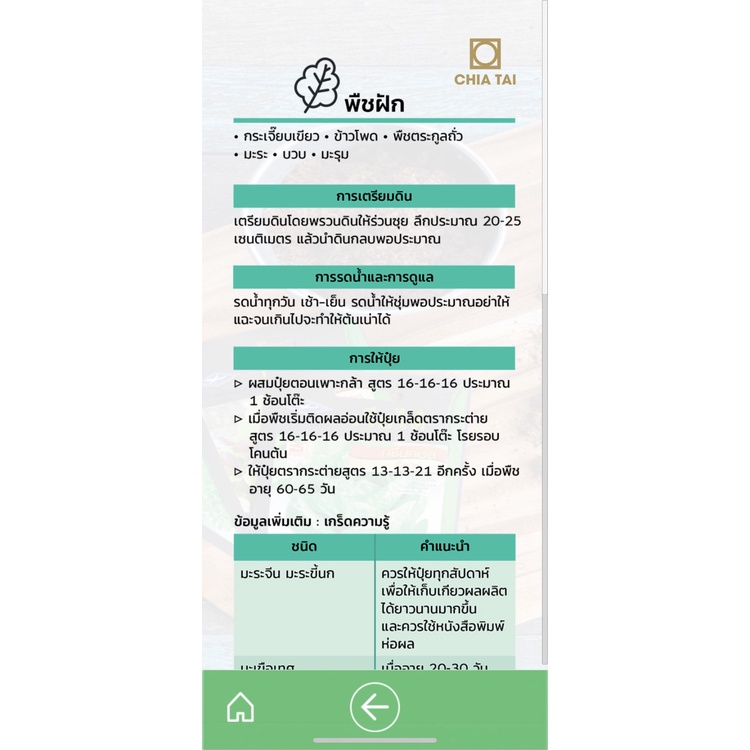 CTF1 เมล็ดพันธุ์ กะเพราหอมรัญจวน 4000เมล็ด ตราเจียไต๋ Holy Basil