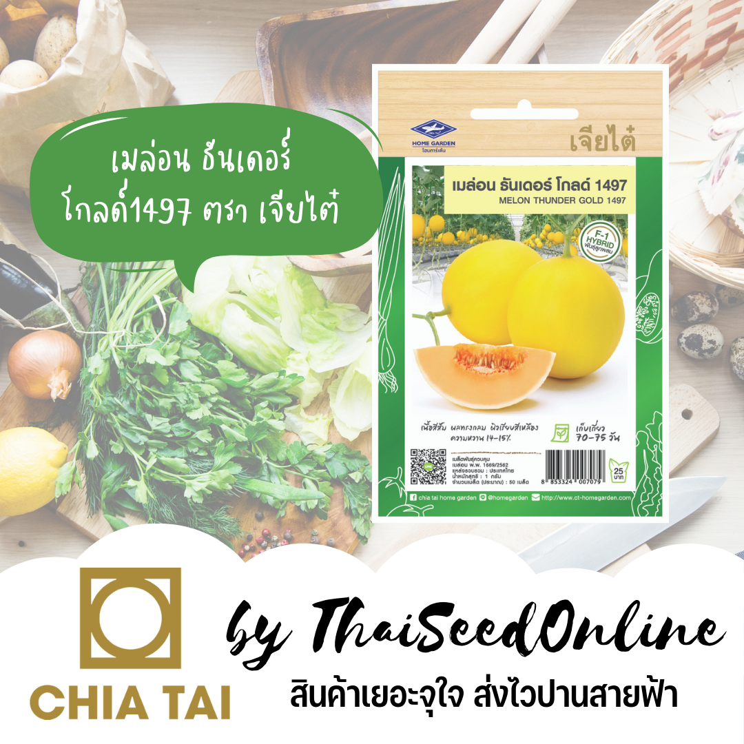 CTF1 เมล็ดพันธุ์ เมล่อน ธันเดอร์โกลด์ 1497 50 เมล็ด ตราเจียไต๋ Melon