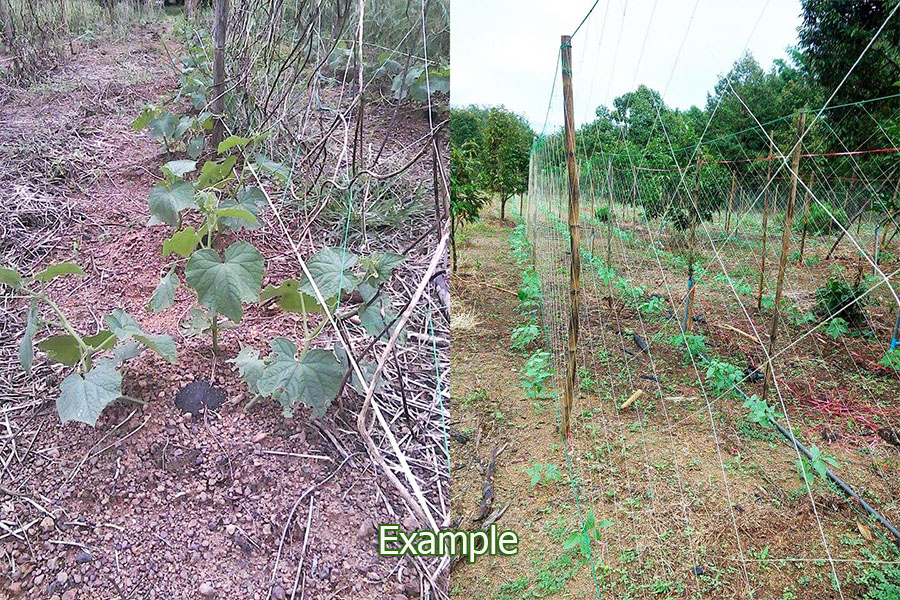 ตาข่ายปลูกแตง ตาข่ายปลูกไม้เลื้อย