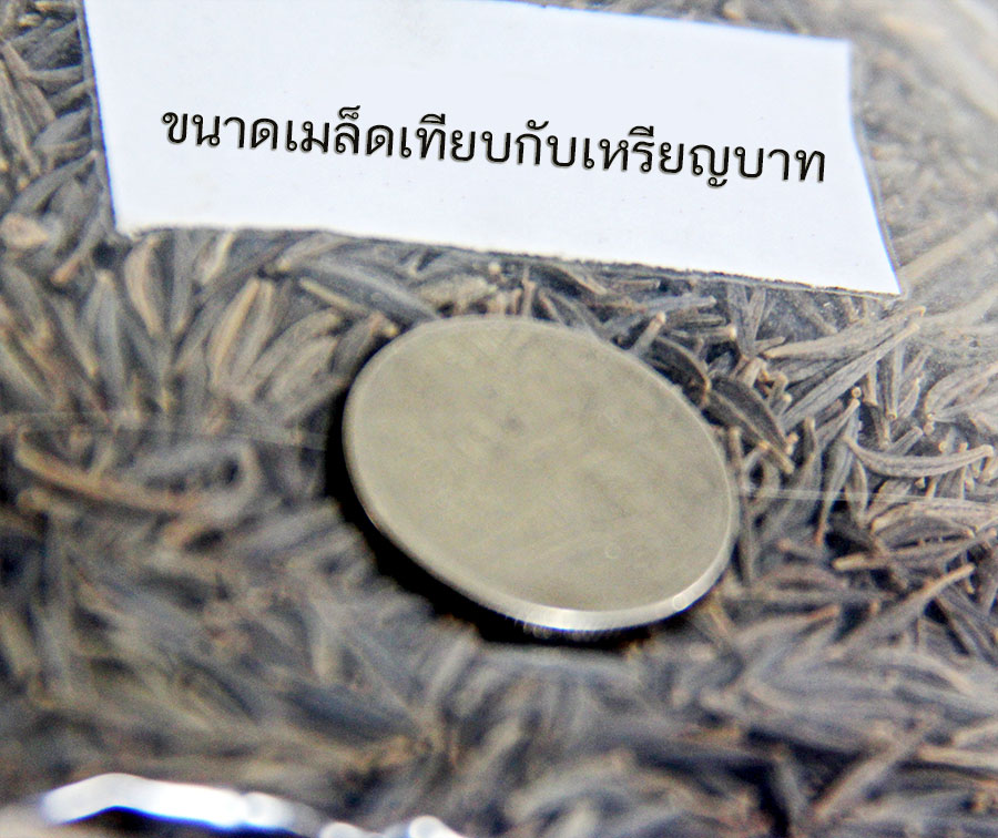 เมล็ดดอกดาวกระจาย cosmos ดาวกระจายสีส้มเหลือง และชมพู บานเย็นขาว