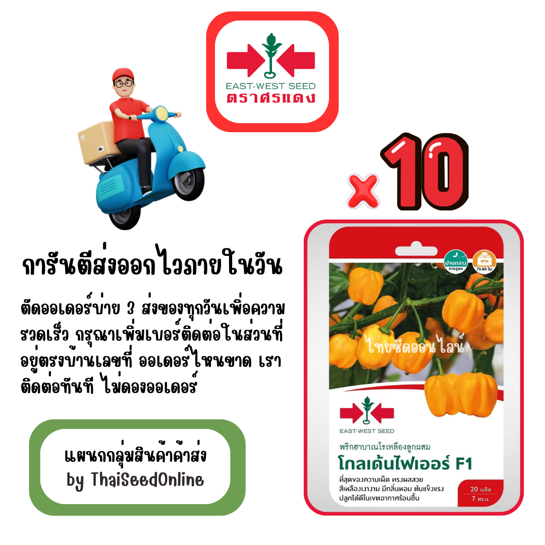 GGx10 เมล็ดผักซองศรแดง โกลเด้นไฟเออร์ พริกฮาบาเนโร่ สินค้ายกแพ็ค