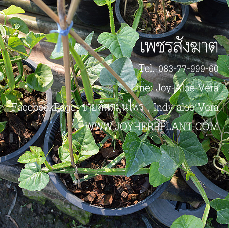 เพชรสังฆาต (ต้น) กระถาง 10 นิ้ว