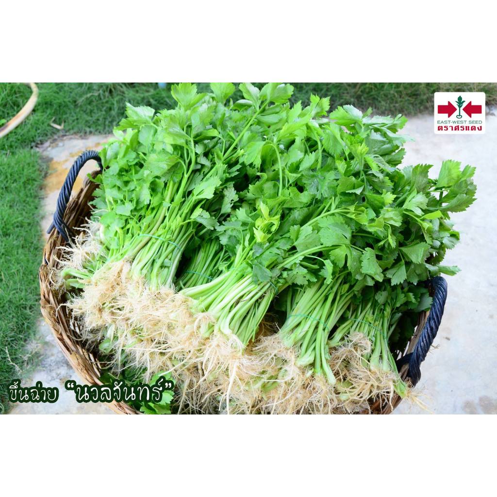 Sorndang(ศรแดง) EWCOM เมล็ดพันธุ์ คื่นช่าย นวลจันทร์ 50กรัม ตราศรแดง Celery