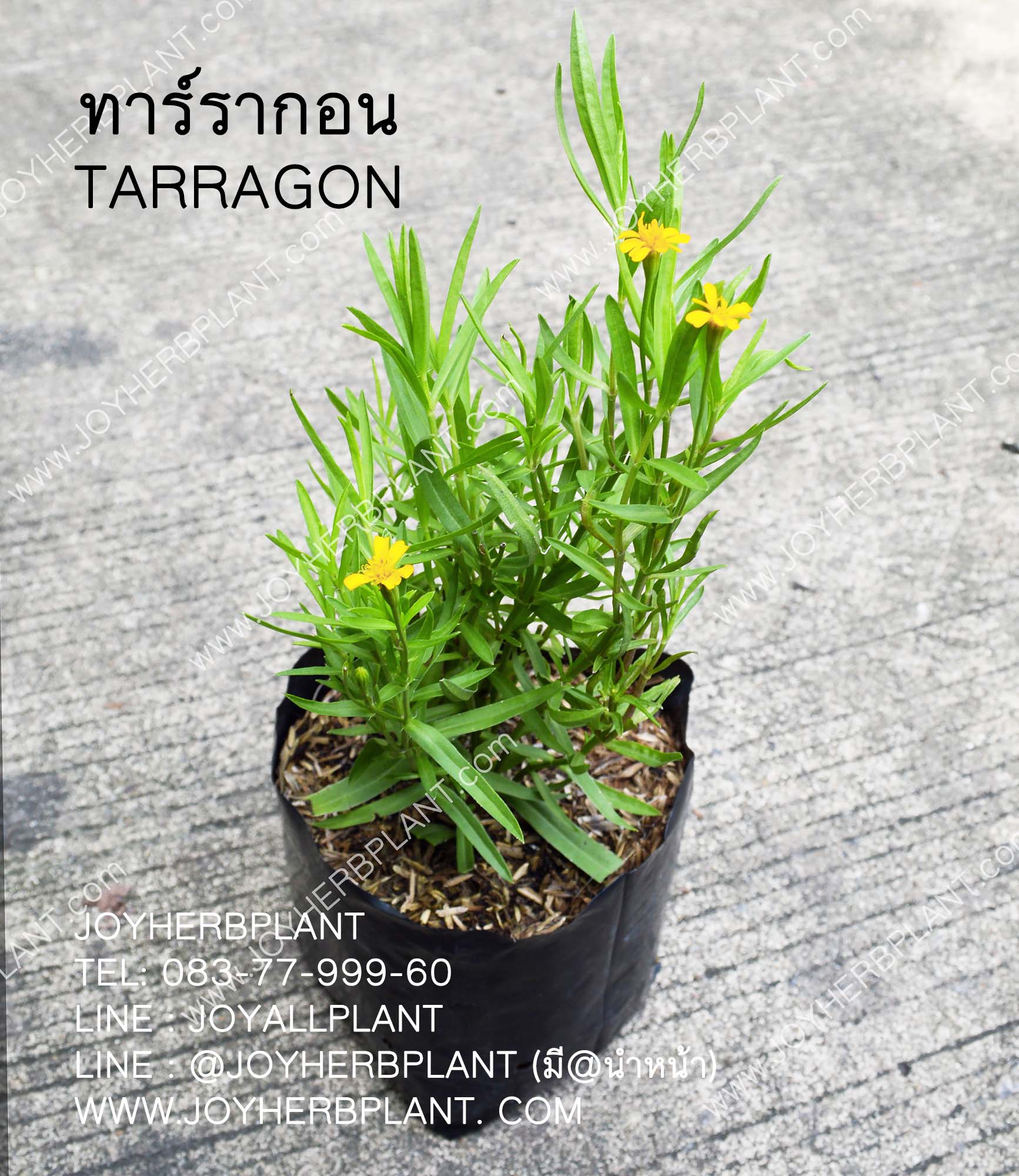 ต้นทาร์รากอน TARRAGON