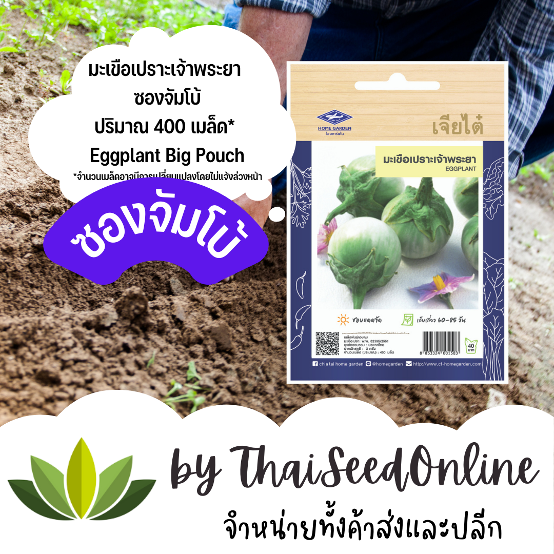 เมล็ดพันธุ์ มะเขือเปราะเจ้าพระยา 450 เมล็ด ซองจัมโบ้ เพิ่มปริมาณมากกว่า 3 เท่า！ตราเจียไต๋ Eggplant