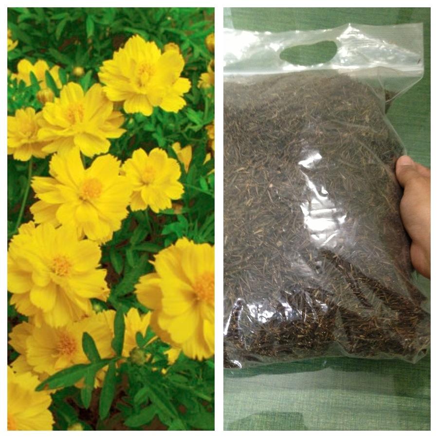 เมล็ดดอกดาวกระจาย cosmos ดาวกระจายสีส้มเหลือง และชมพู บานเย็นขาว