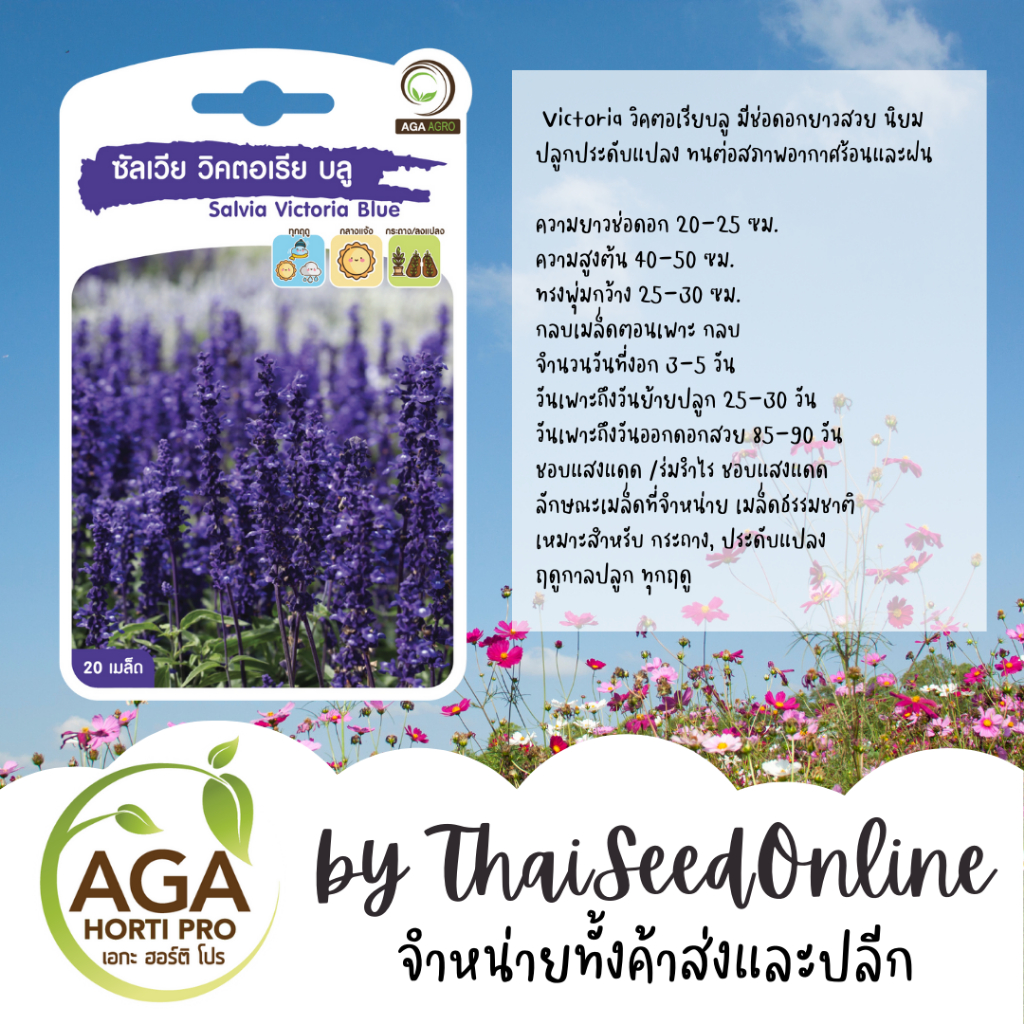 AGA Agro(เอกะ อะโกร) AGAPREMIUM Victoria วิคตอเรียบลู บลูซัลเวีย 20เมล็ด ตราเอกะอะโกร Blue Salvia