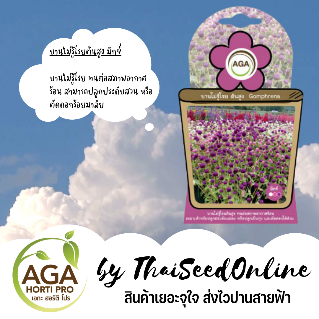 AGAFW เมล็ดพันธุ์ ซองเล็ก บานไม่รู้โรย ต้นสูง (มิกซ์) ตราเอกะอะโกร AGA เมล็ดดอกไม้