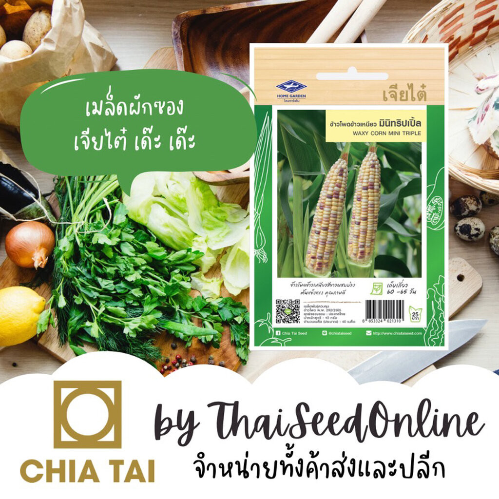 Chia Tai(เจียไต๋) CTF1 เมล็ดพันธุ์ ข้าวโพดข้าวเหนียว ฝักจิ๋ว มินิทริปเปิ้ล 40 เมล็ด ตราเจียไต๋ Small Waxy Corn
