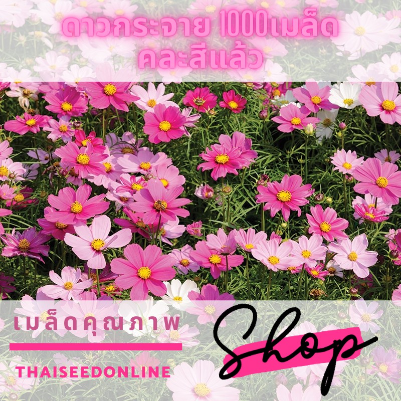 ดาวกระจาย คอสมอส 1000 เมล็ด เซนเซชั่น