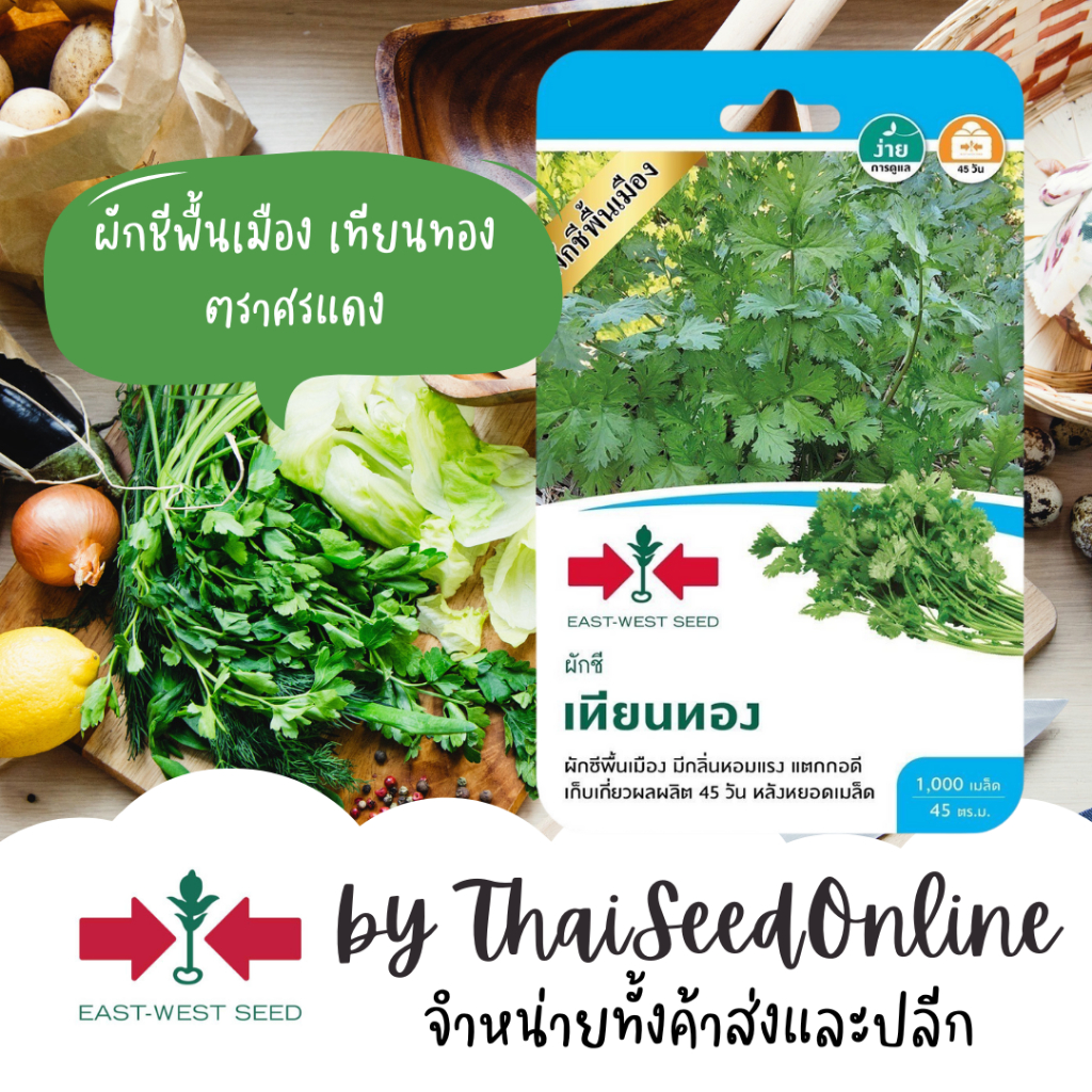Sorndang(ศรแดง) GGEW ผักชีพื้นเมือง หอมป้อมน้อย ผักชี เทียนทอง ตราศรแดง Coriander