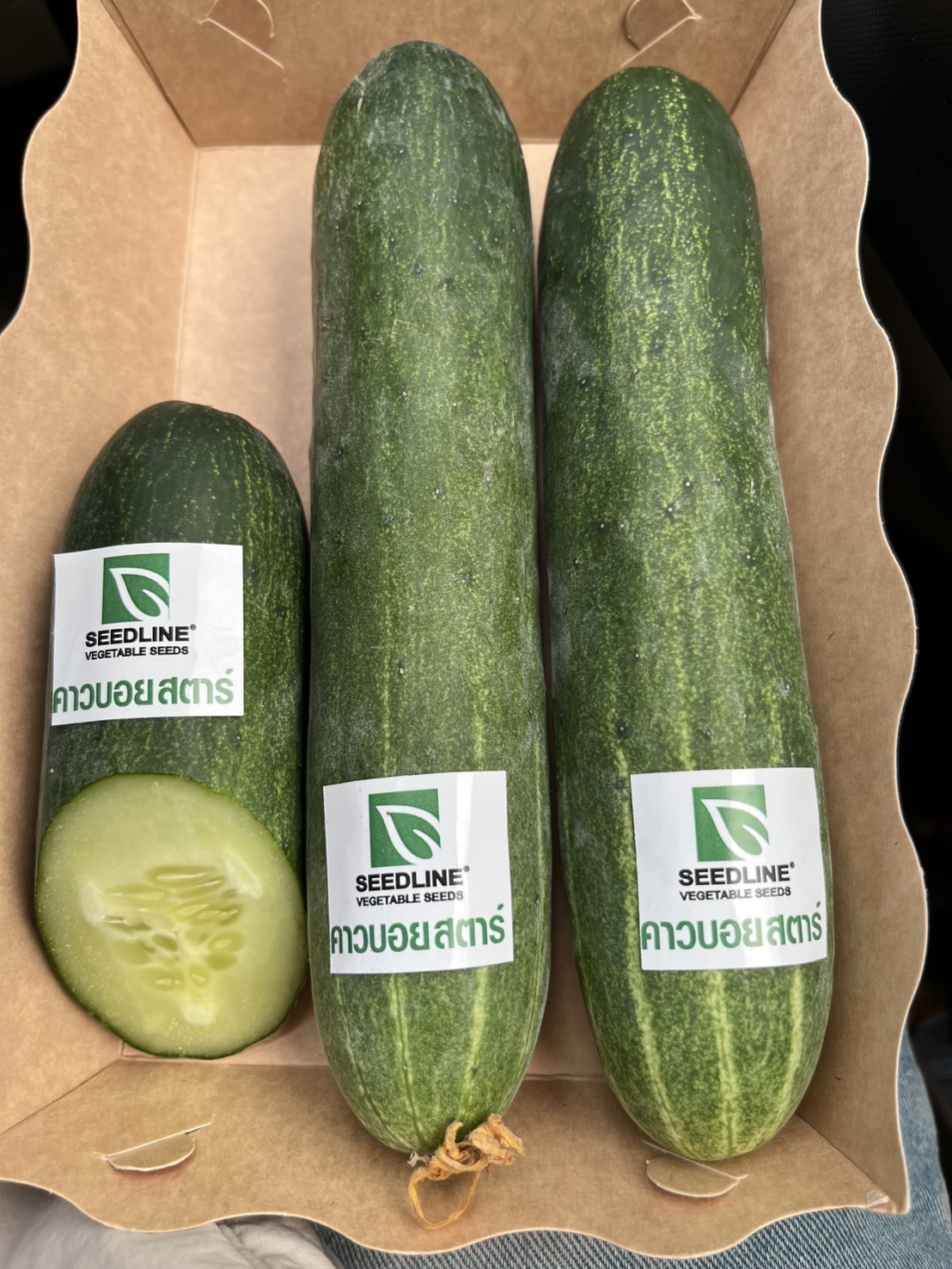 Seed Line(ซีดไลน์) ซอง10กรัม เมล็ดพันธุ์ แตงร้าน คาวบอย ตราซีดไลน์ NOBEL Cucumber