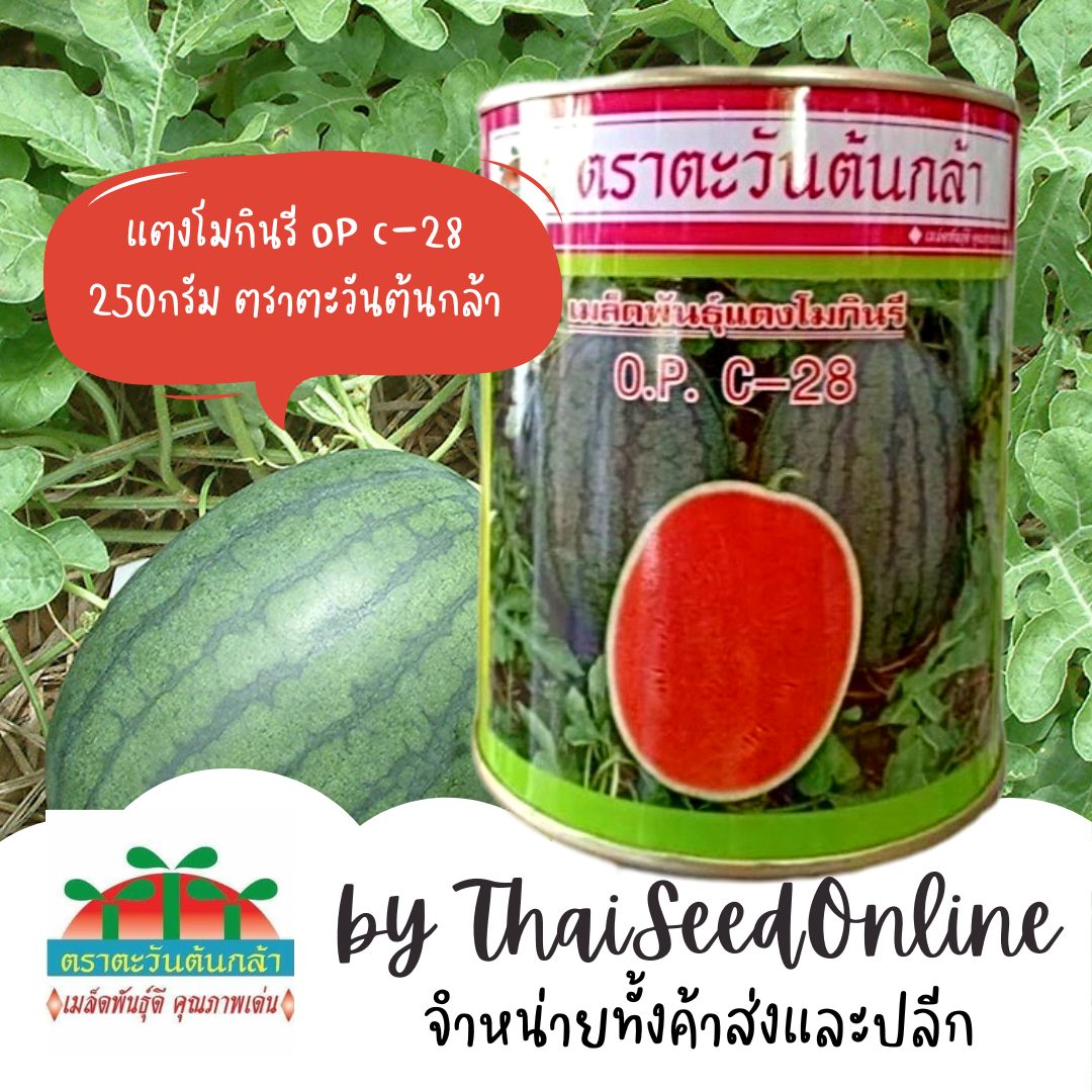 ADV Exp. 9/69 กป 250กรัม เมล็ดพันธุ์ แตงโมกินรี OP C-28 ตราตะวันต้นกล้า Watermelon