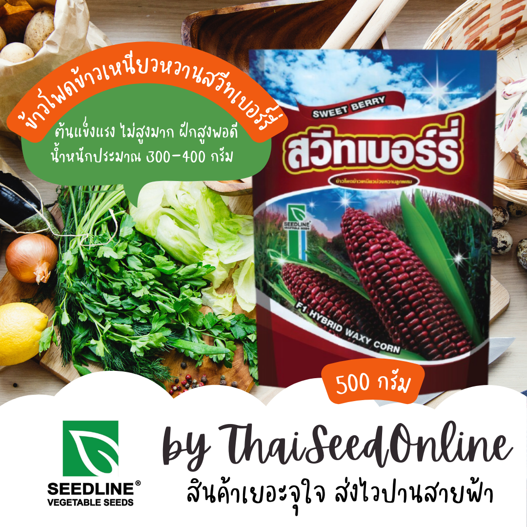 เมล็ดพันธุ์ ข้าวโพดลูกผสม ข้าวโพดข้าวเหนียวม่วงหวานสวีทเบอร์รี่ 500 กรัม ตราซีดไลน์ Waxy Corn Sweet Berry