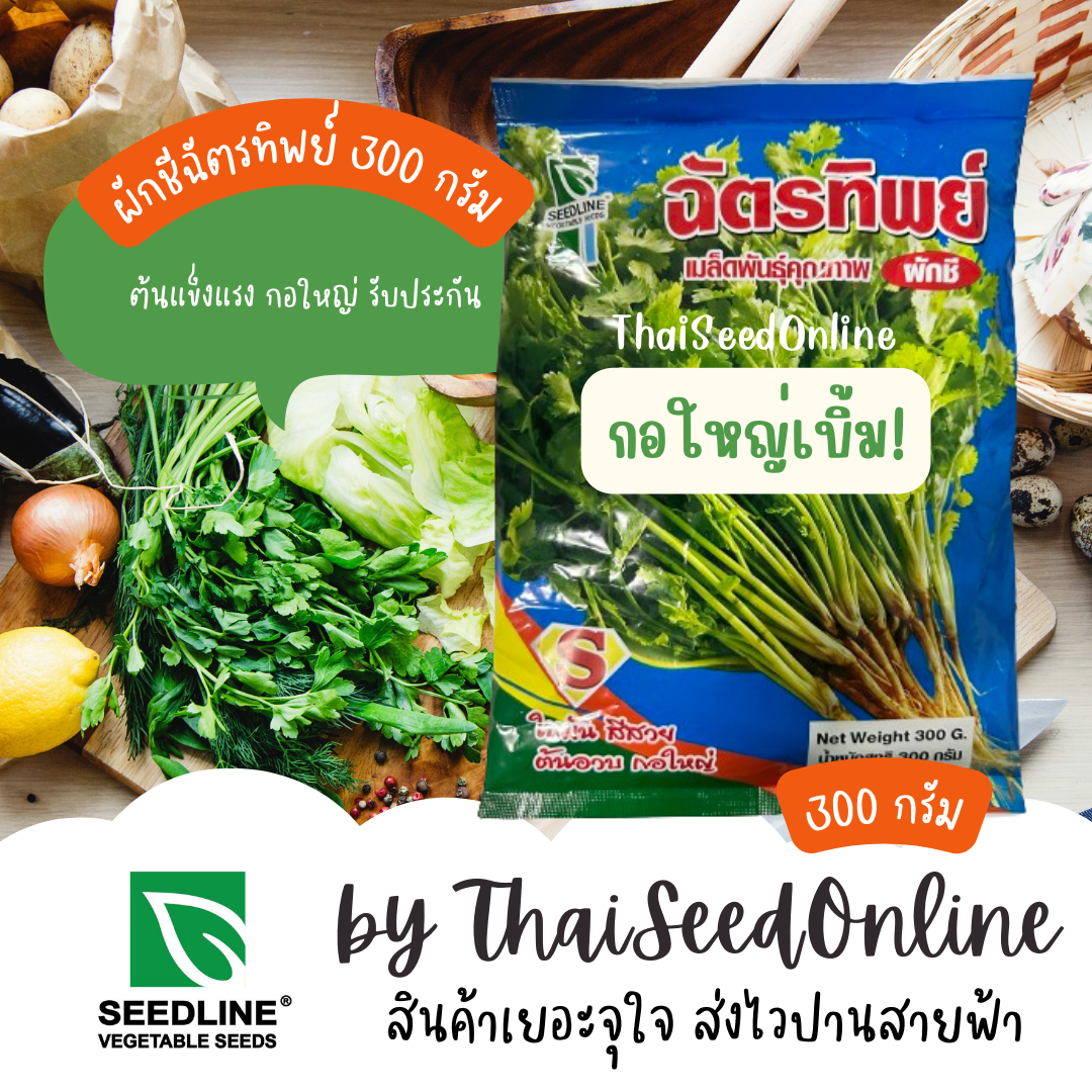 ต้นใหญ่มว๊าก 💯 เมล็ดพันธุ์ ผักชี ฉัตรทิพย์ 300 กรัม ตราซีดไลน์