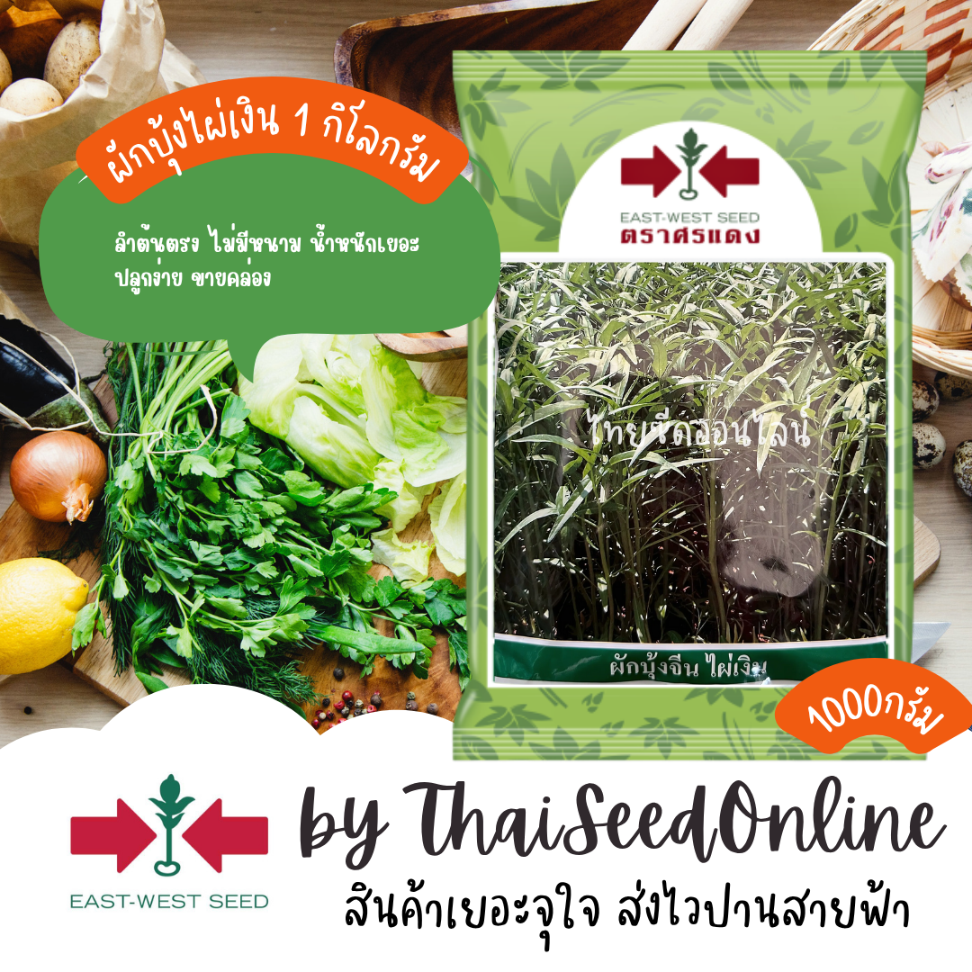 EWCOM Exp. 9/69 เมล็ดพันธุ์ ผักบุ้งจีนใบไผ่ ไผ่เงิน 1 กิโลกรัม ตราศรแดง Chinese Convolvulus
