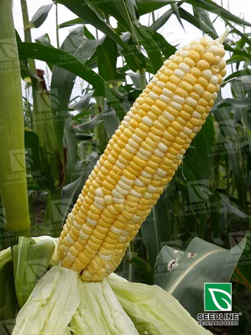SL เมล็ดพันธุ์ซองเล็ก ข้าวโพดหวานลูกผสม โกลเด้นทูโทน (GOLDEN TWO TONES) ตราซีดไลน์ Corn