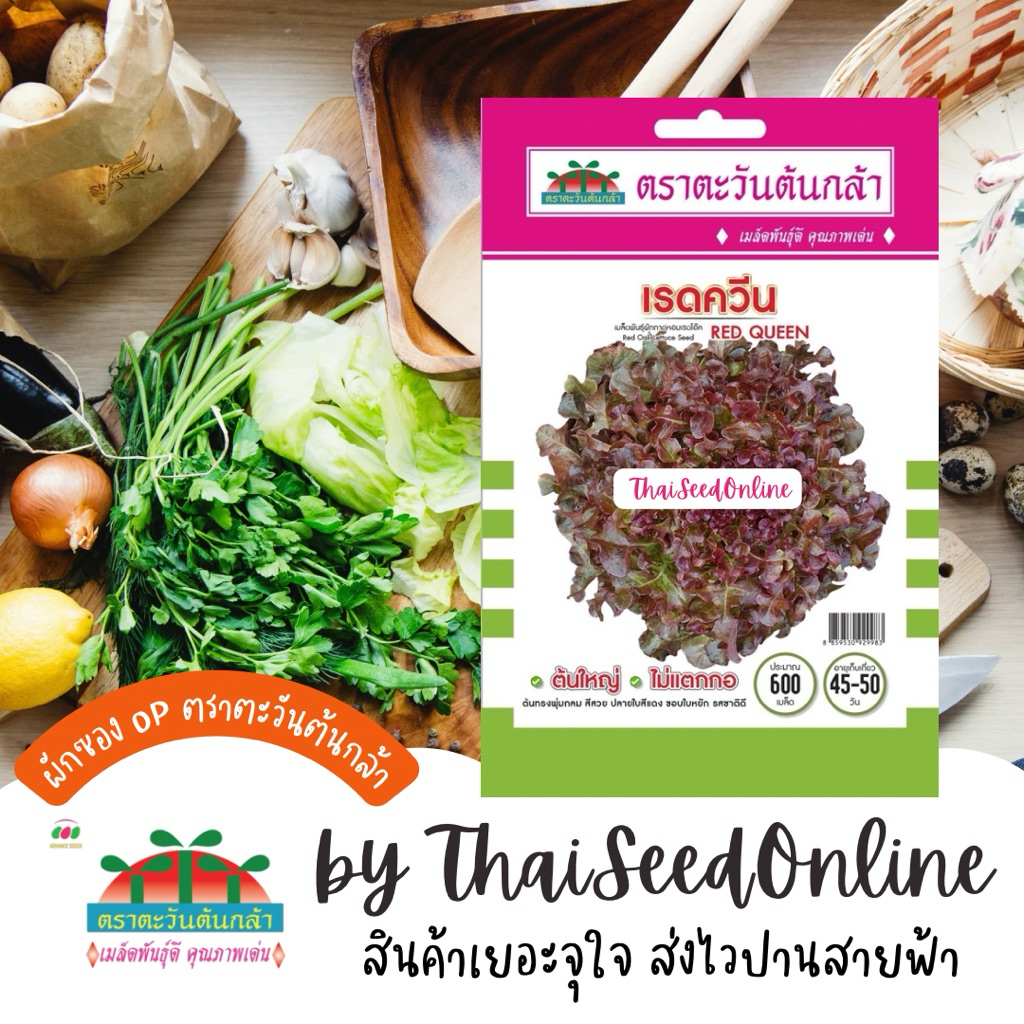 Advance Seeds(ตราตะวันต้นกล้า) ADVOP ซฟ เมล็ดพันธุ์ ผักกาดหอมเรดโอ๊ค เรดควีน ตราตะวันต้นกล้า