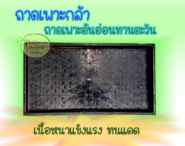 ถาดเพาะต้นอ่อนทานตะวัน ถาดเพาะต้นอ่อน ถาดเพาะถั่วงอก