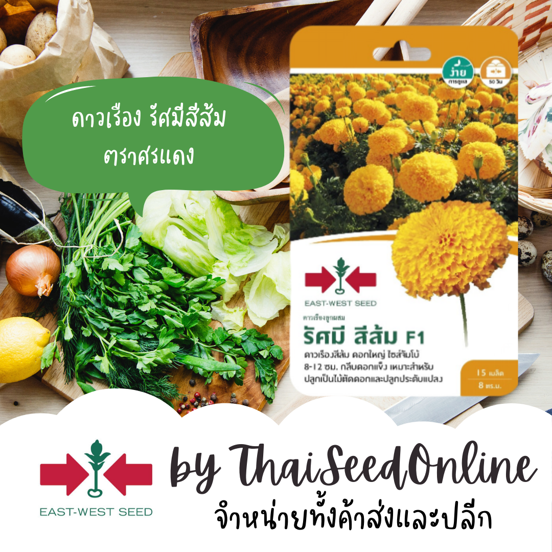 GGEW เมล็ดพันธุ์ซฟ ดาวเรืองตัดดอกและประดับแปลง ดาวเรืองรัศมีสีส้ม ตราศรแดง Marigold เมล็ดดอกไม้