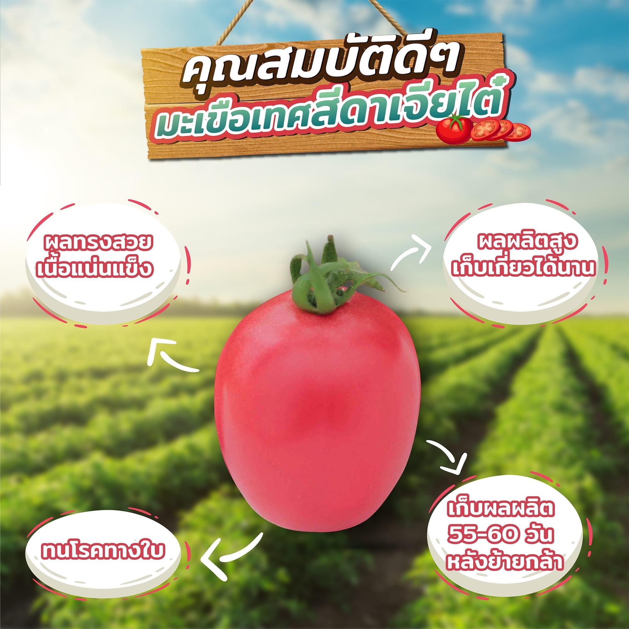 CTF1 เมล็ดพันธุ์ซองเล็ก มะเขือเทศเพชรรุ่ง ตราเจียไต๋ มะเขือสีดา มะเขือเทศสีดา Tomato