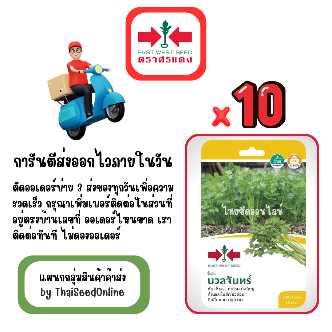 GGx10 เมล็ดผักซองศรแดง นวลจันทร์ คื่นช่าย สินค้ายกแพ็ค