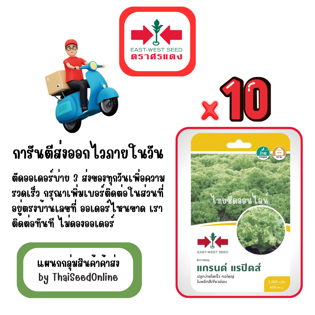 GGx10 เมล็ดผักซองศรแดง แกรนด์ แรปิดส์ ผักกาดหอม สินค้ายกแพ็ค
