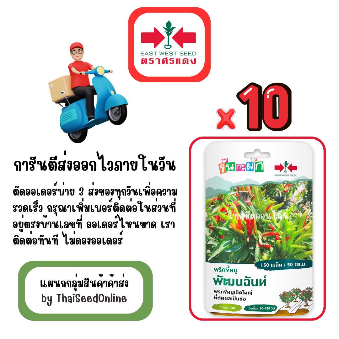 GGx10 เมล็ดผักซองศรแดง พัฒนฉันท์ พริกช่อ สินค้ายกแพ็ค